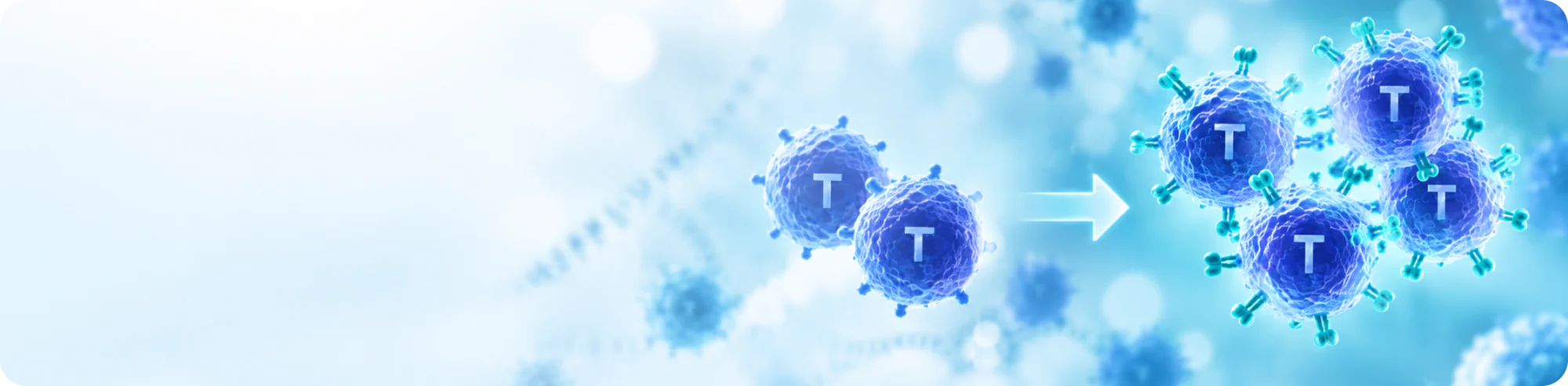 CAR T cells targeting Multiple Myeloma malignant plasma cells